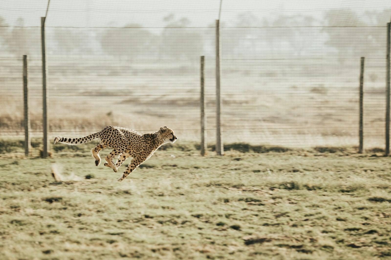 Animal Speeds and the Physics of Locomotion: Why Cheetahs Tire in 30 Seconds and Humans Are Elite Endurance Runners