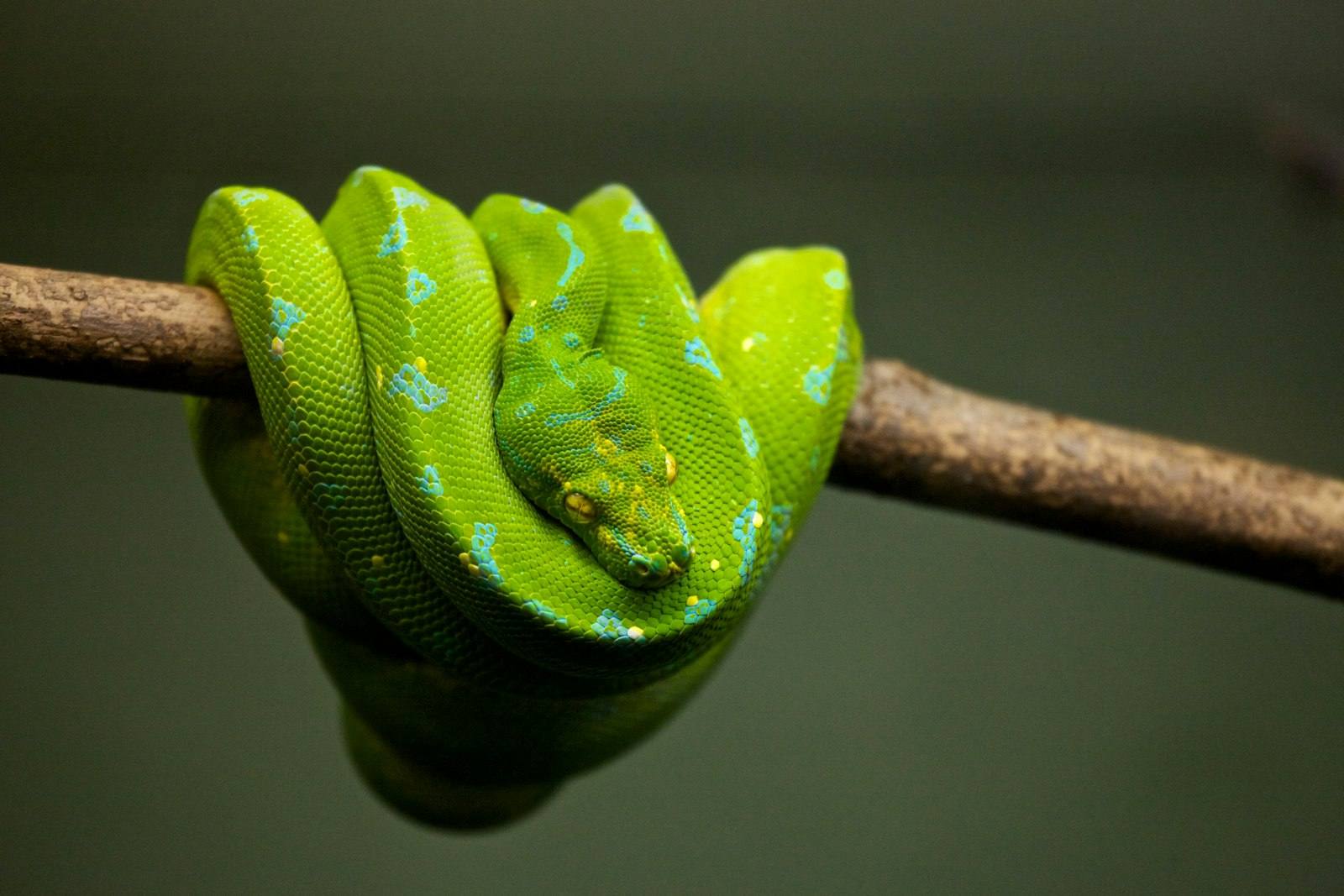 Code Naming Conventions: Why camelCase, snake_case, and kebab-case Each Exist